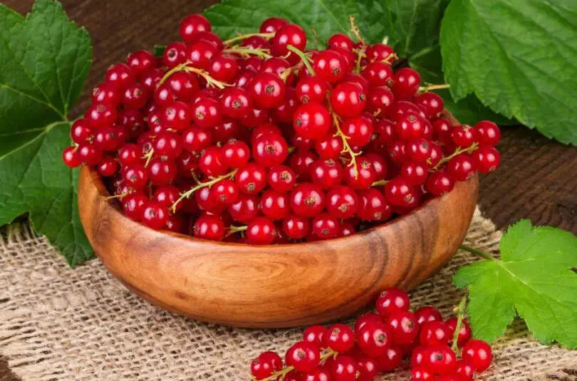 red currant polish recipe