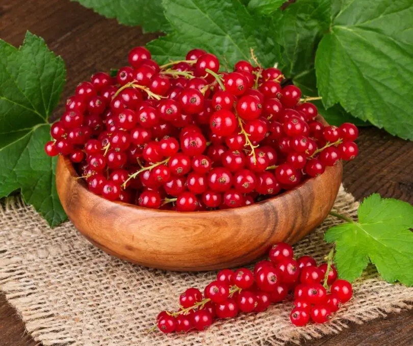 red currant polish recipe